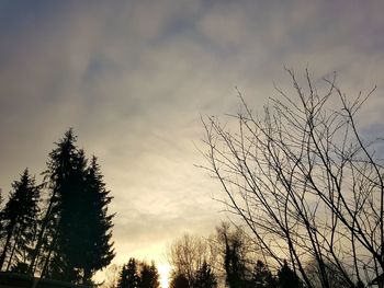 Low angle view of silhouette trees against sky