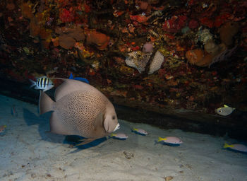 Fish swimming in sea