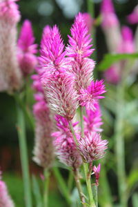 Close-up of purple flowers blooming outdoors