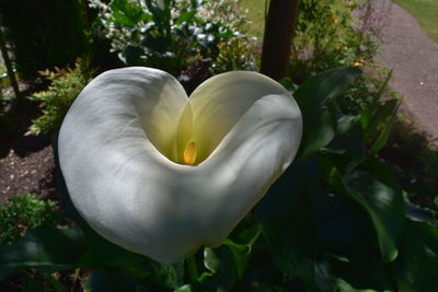 Close-up of white flowering plant