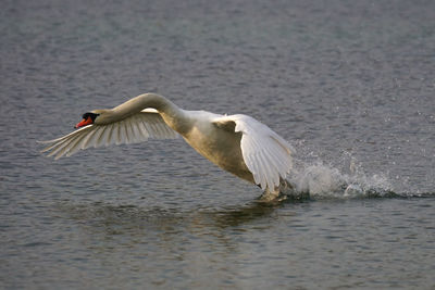 View of a bird flying over lake