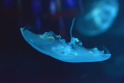 Close-up of jellyfish swimming in sea