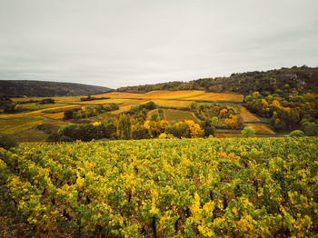 Scenic view of agricultural field against sky. scenic view of vineyards during autumn 