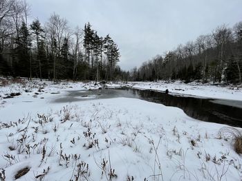 Snow covered plants by lake against sky