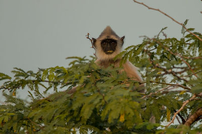 Low angle view of monkey sitting on tree against sky