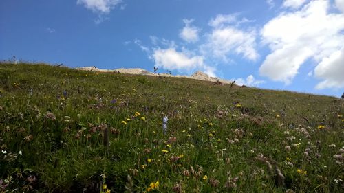 Scenic view of grassy field against sky