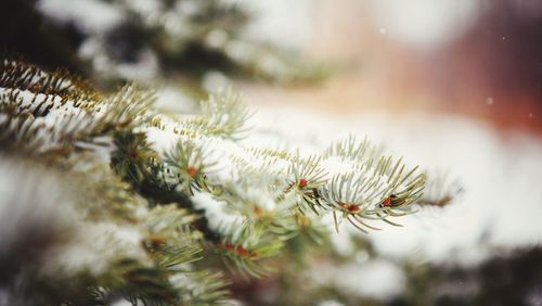 Close-up of christmas tree during winter