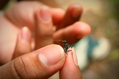 Close-up of a hand holding insect