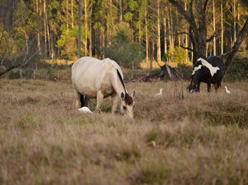 Horses and birds on grassy field