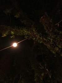 Close-up of illuminated tree at night