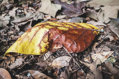 Close-up of yellow autumn leaves on land