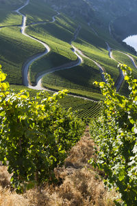 Scenic view of vineyard