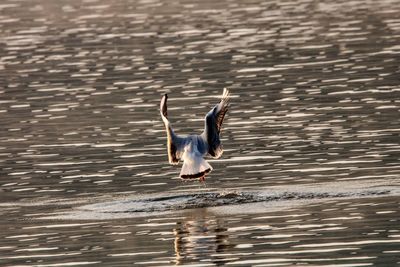 View of birds flying over lake