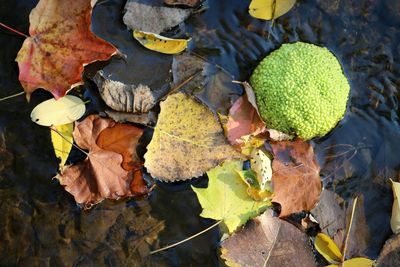 High angle view of leaves floating on water