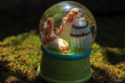 Close-up of a turtle