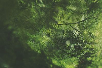 Close-up of tree in forest