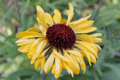 Close-up of yellow flower blooming outdoors