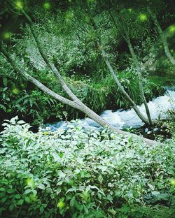 Plants growing in forest