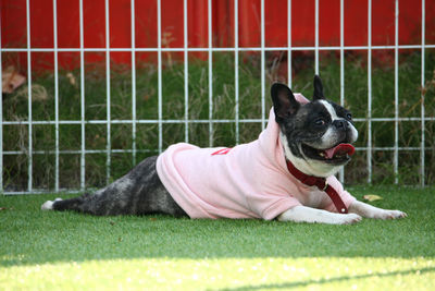 Dog relaxing on grass