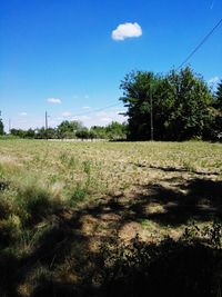 Trees on field against sky