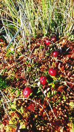 High angle view of plants growing on field