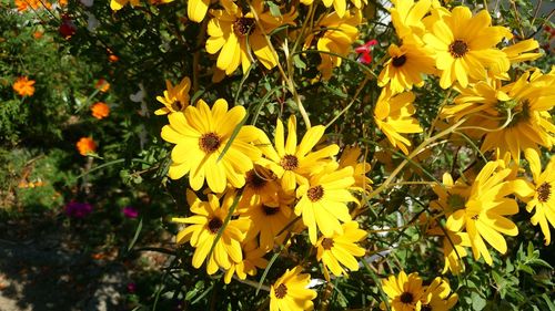 Close-up of yellow flowers blooming outdoors