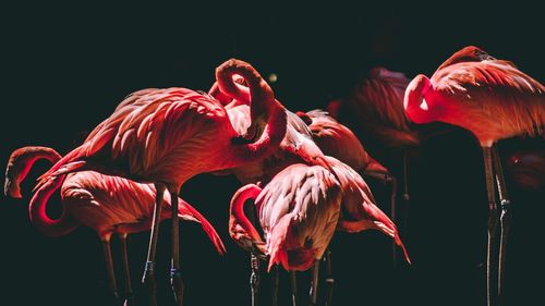 Close-up of birds against black background