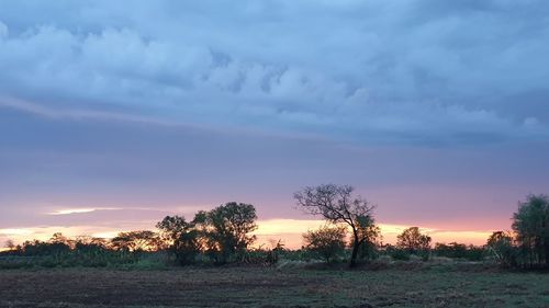 Trees on field against sky during sunset