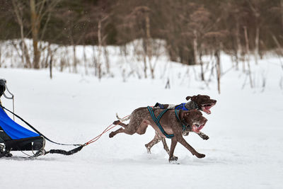 Winter sled dog racing. dog sport sled team competition. two english pointer dogs running