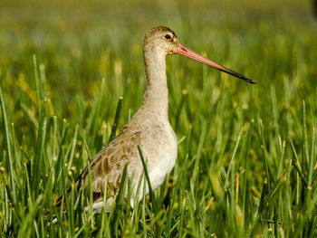 Close-up of bird on grass