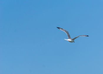 Low angle view of seagull flying