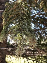 Low angle view of pine tree