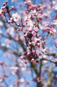 Close-up of pink cherry blossom