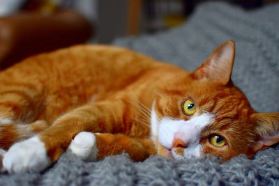 Portrait of cat lying down