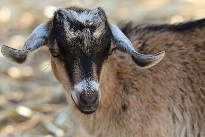 Close-up portrait of goat