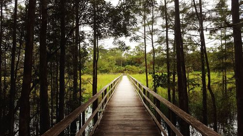 Footbridge amidst trees in forest