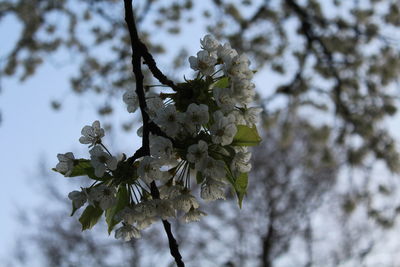 Low angle view of tree against sky