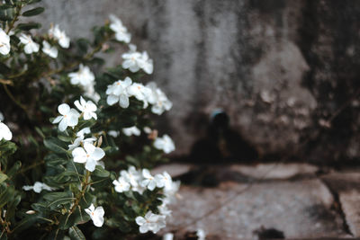 Close-up of white flowering plant