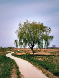 Road passing through forest