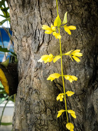 Close-up of yellow flower tree