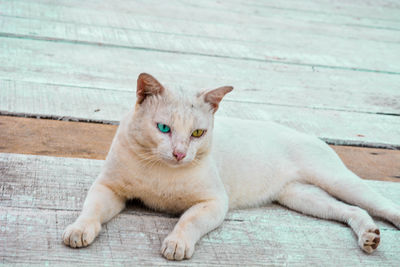 Portrait of cat sitting outdoors