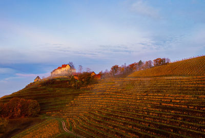 Scenic view of agricultural field against sky