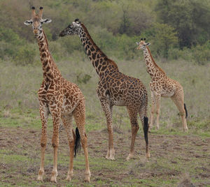 Giraffes standing on field