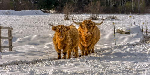 Horses on snow covered land