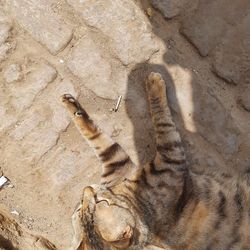 High angle view of cat on rock