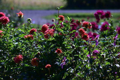 Close-up of purple flowering plants on field
