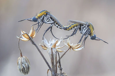 Close-up of dragonflies mating on flowers