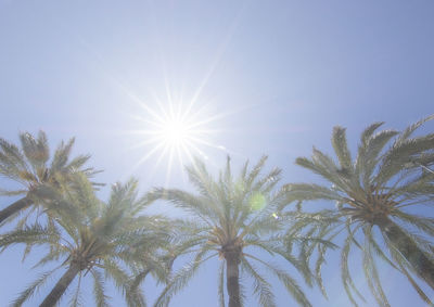 Low angle view of palm trees against sky on sunny day