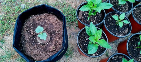 High angle view of potted plants