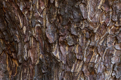 Full frame shot of tree trunk